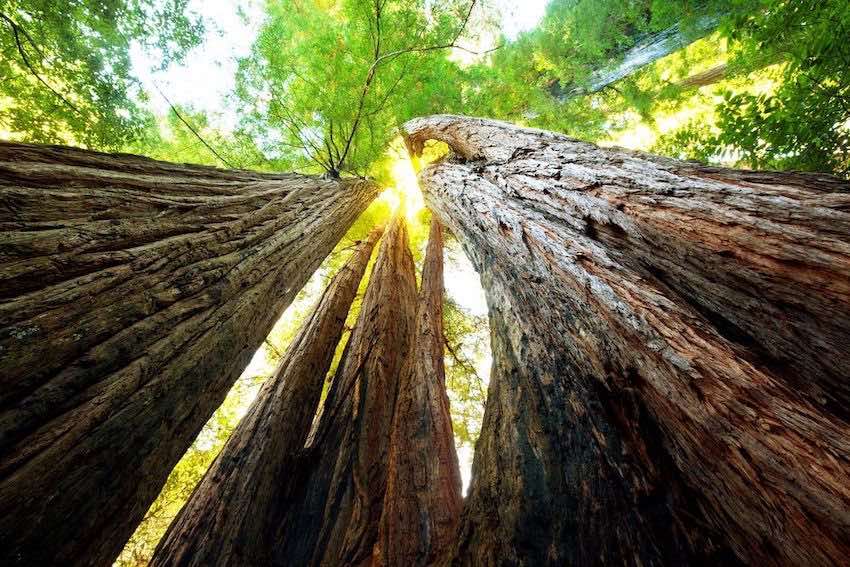 sequoia gigante california