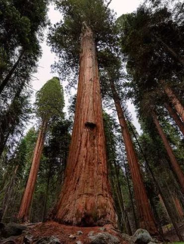 sequoia national park