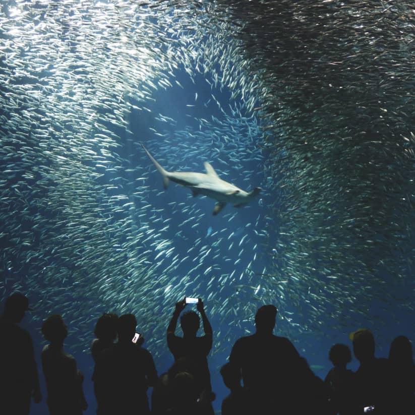 acquario monterey california