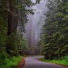cosa vedere in california