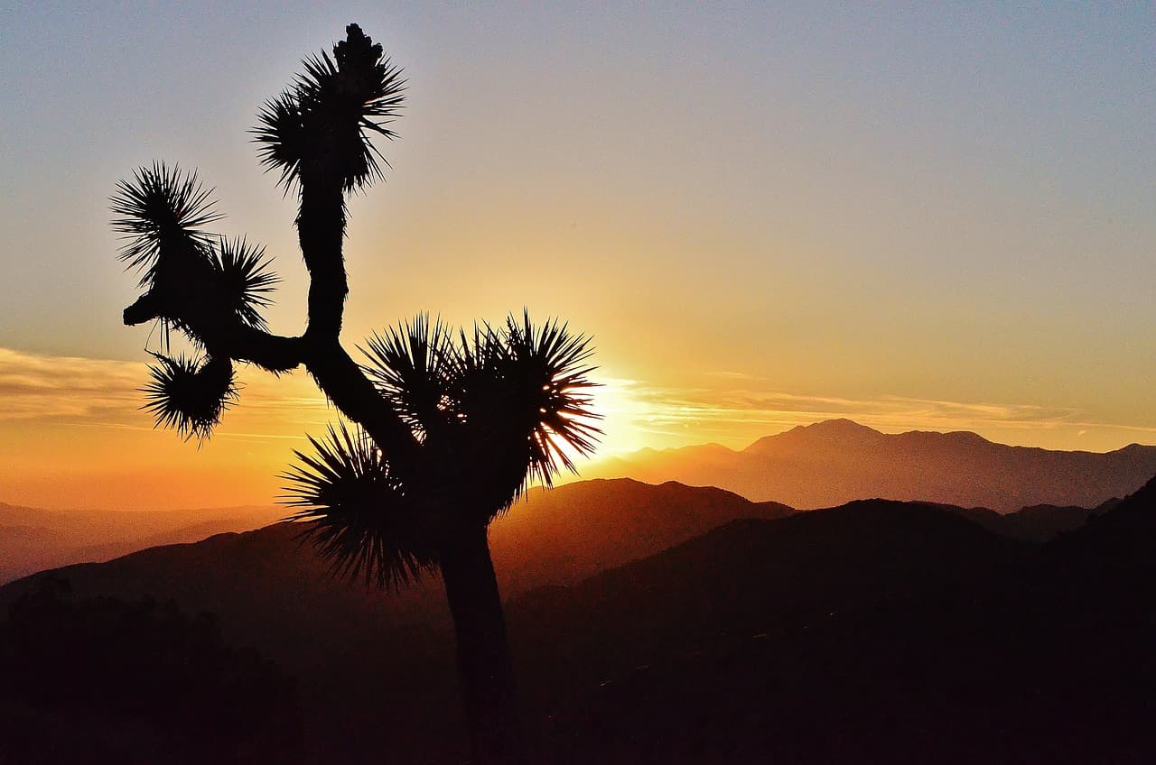 joshua tree keys view