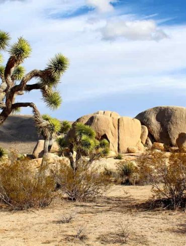 joshua tree national park california
