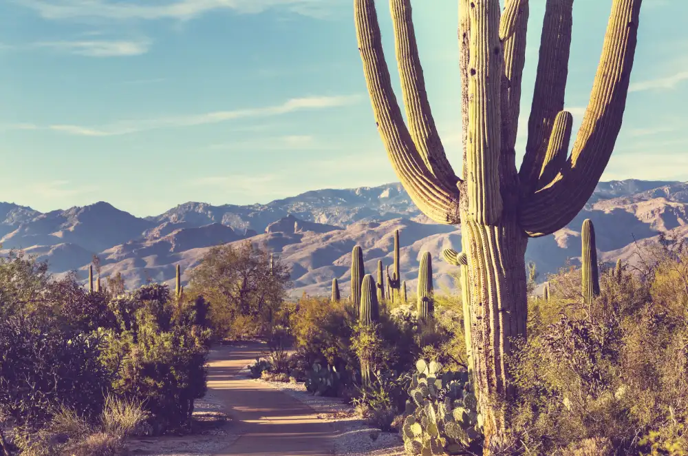 cactus saguaro park