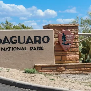 saguaro national park