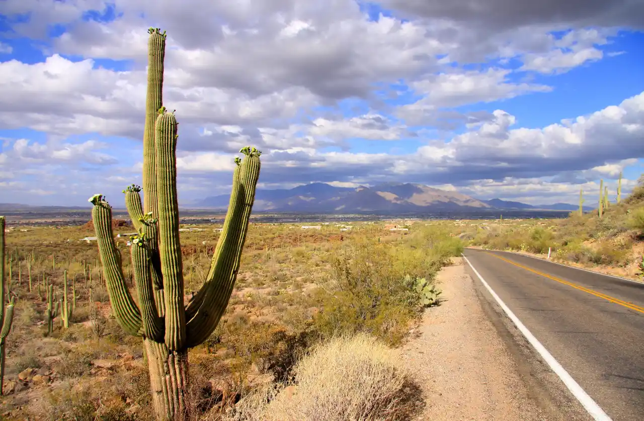 saguaro national park cactus drive